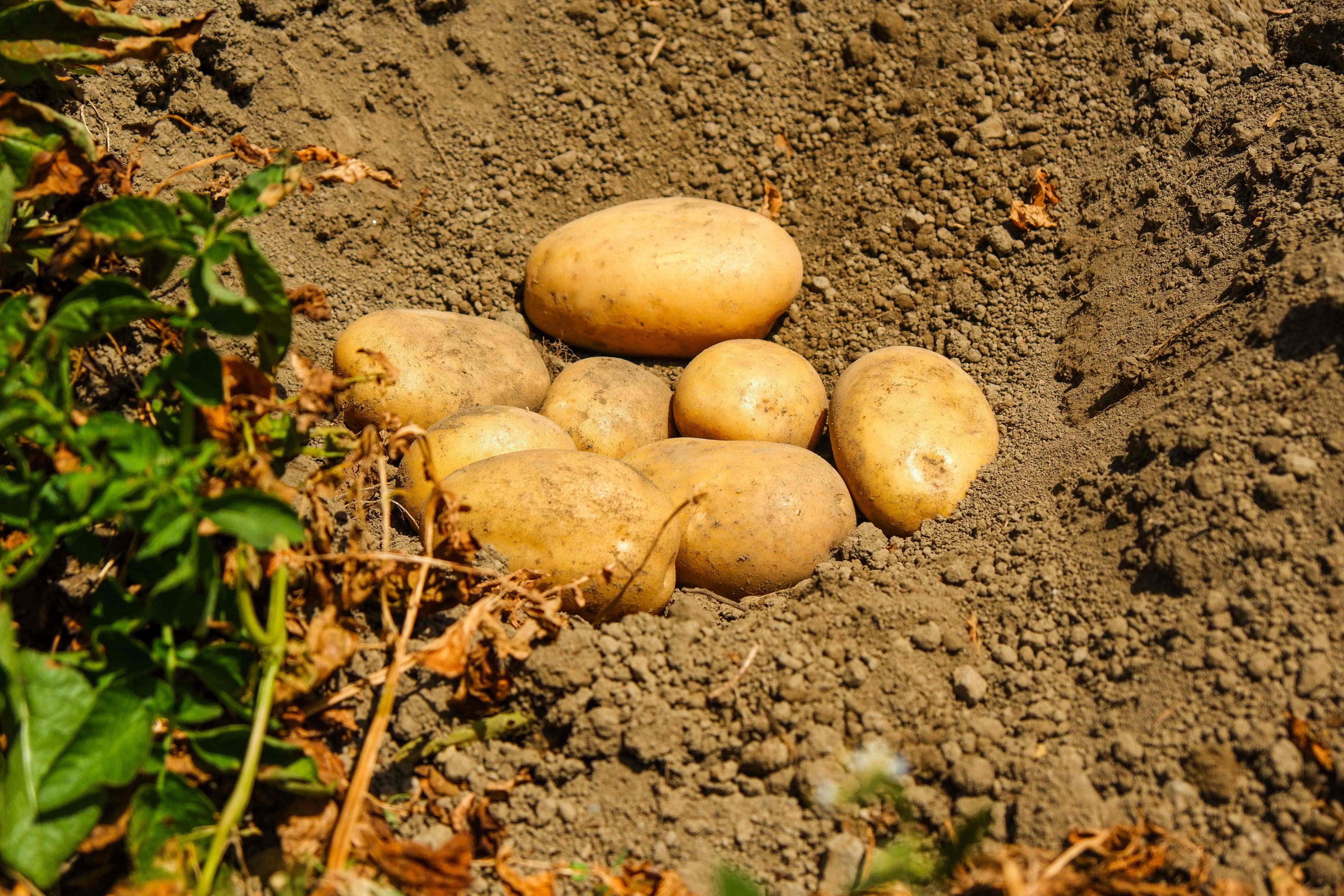 Potatoes Forever: i consigli dell’esperto per un raccolto perfetto